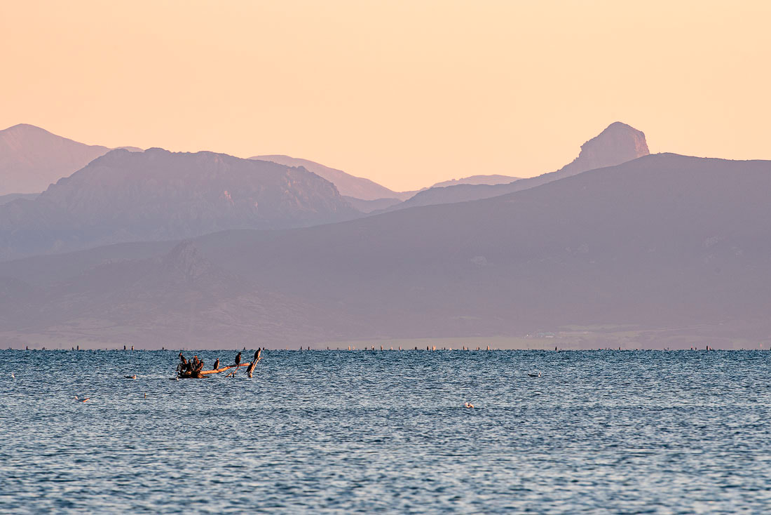 Cormorani in mezzo al mare - Sinis