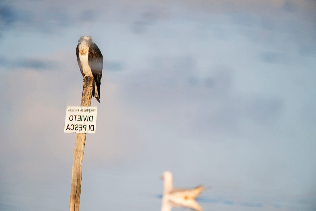 Riflesso del falco pescatore - Cabras