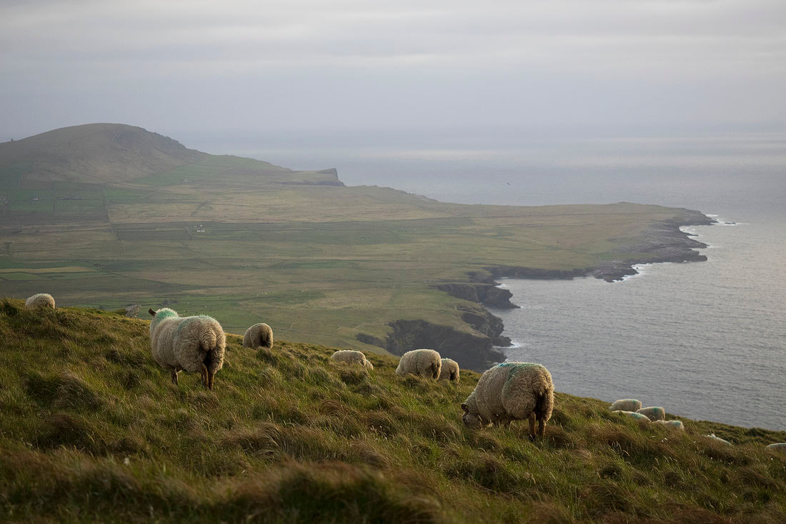 Pecore al pascolo - Valentia Island