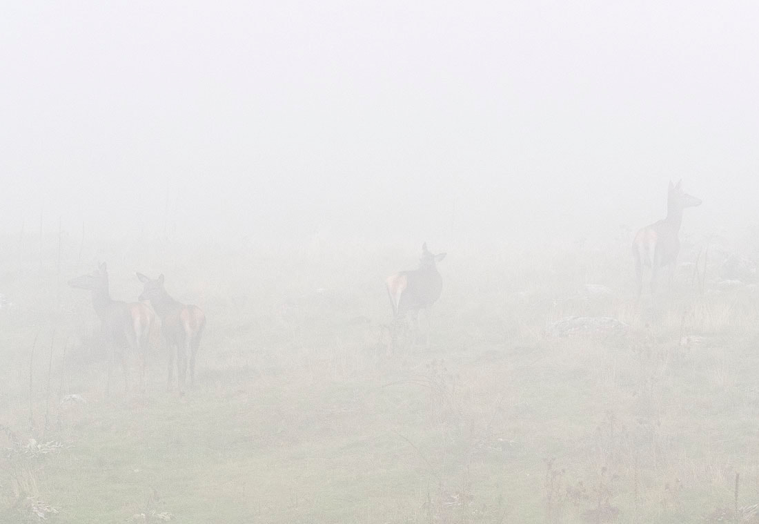 Cervi nella nebbia