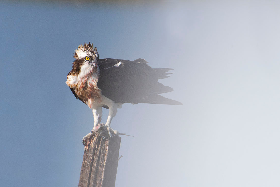 Falco pescatore con preda