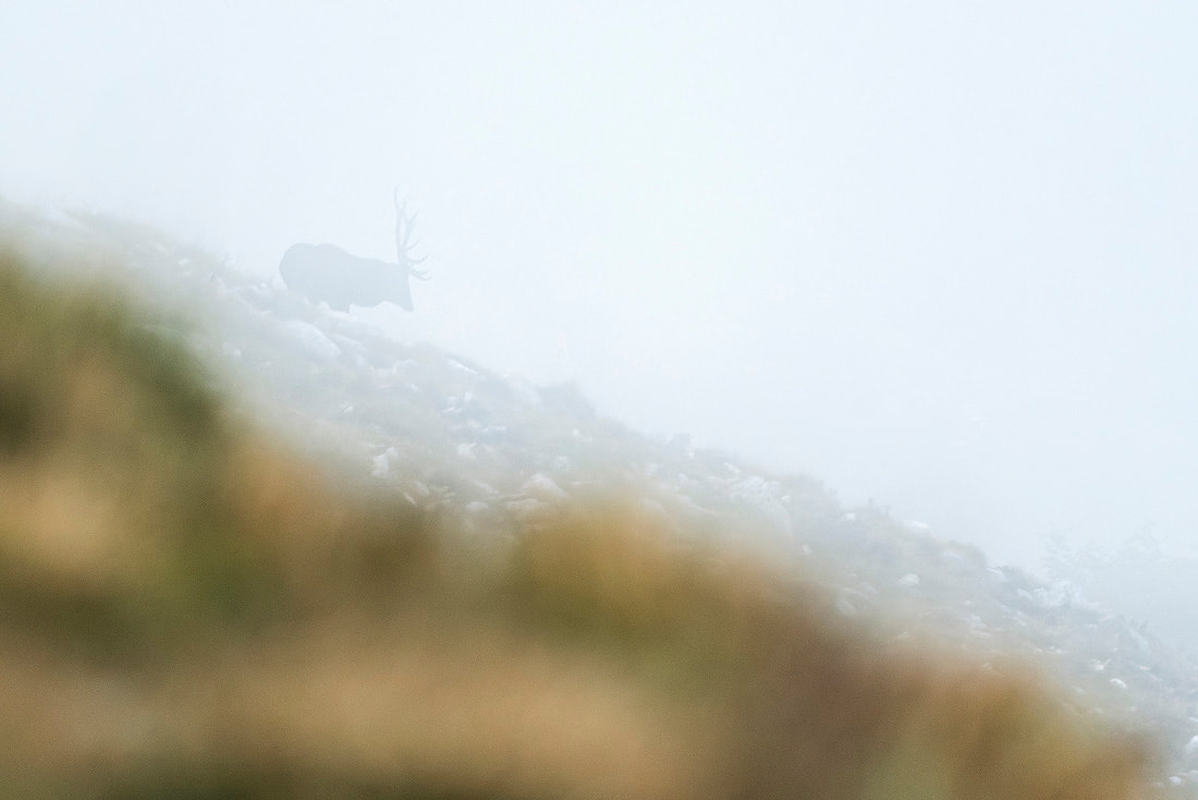 Cervo nella nebbia