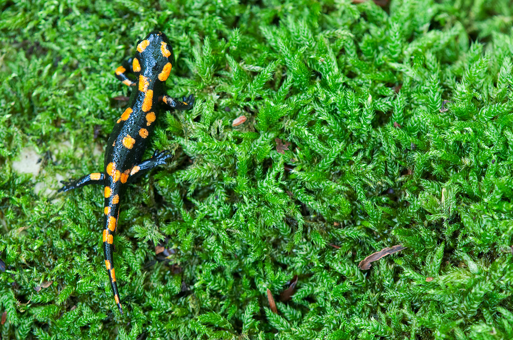 Salamandra pezzata - muschio