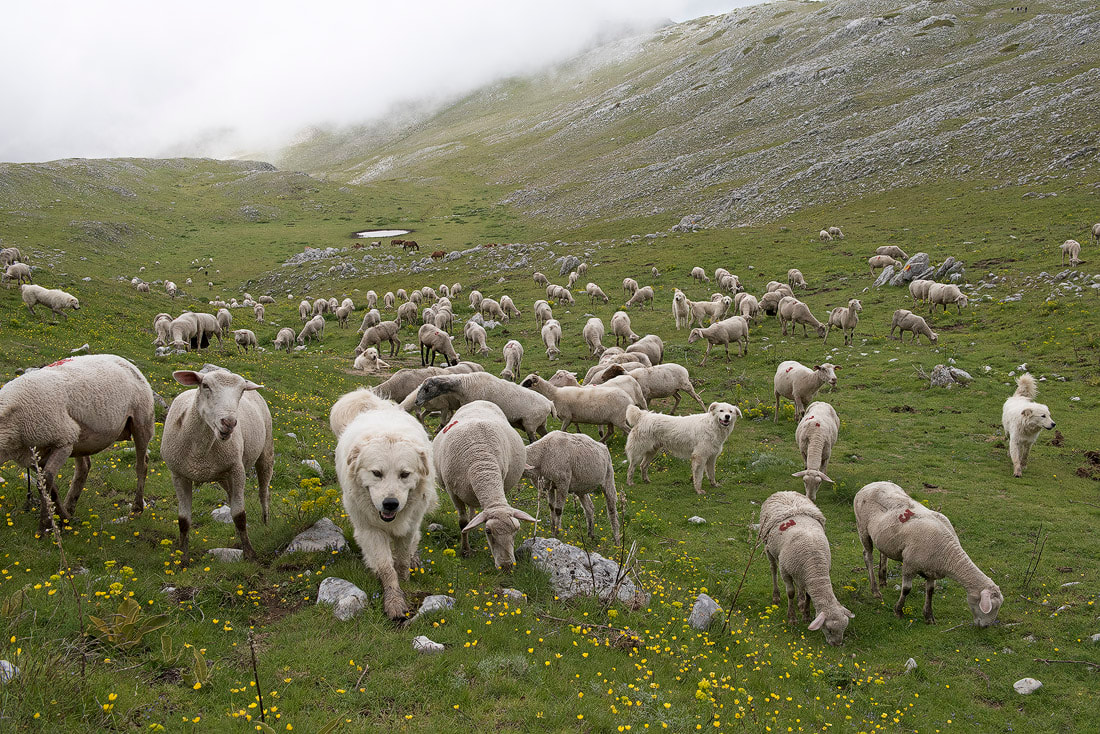 pecore al pascolo - pastore abruzzese
